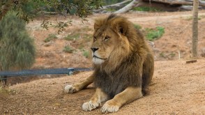 lion-2073292_960_720