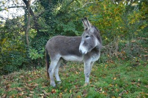 donkey-2731748_960_720
